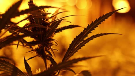 a cannabis plant in slow mo among more cannabis plants in the background (bokeh).