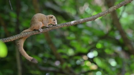la cola hacia abajo mientras se arregla y luego se detiene para descansar en la vid, ardilla de vientre gris callosciurus caniceps, tailandia