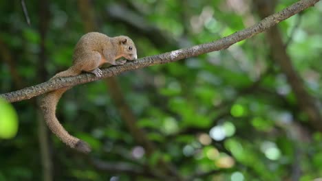 tail down as it is grooming itself then stops to rest on the vine, grey-bellied squirrel callosciurus caniceps, thailand