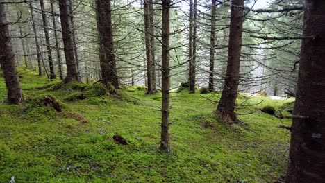 Alter-Fichtenwald-Im-Naturschutzgebiet