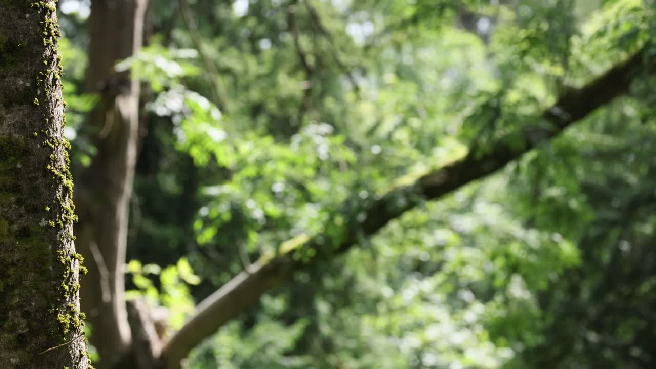 Moss-covered tree in lush green forest