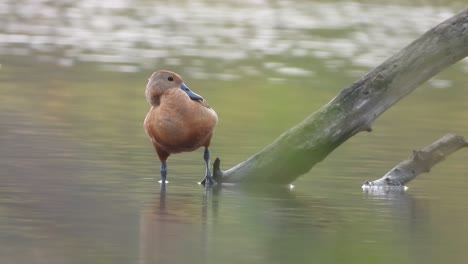 pato silbante en el área del estanque esperando nadar