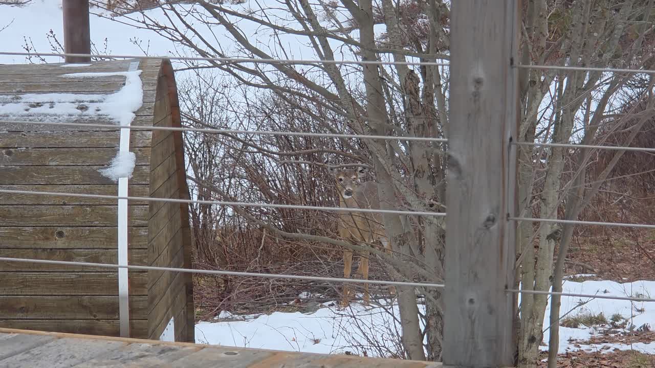 White-Tailed Doe Hiding Behind Fence in Dense Bushes, Chewing on Food
