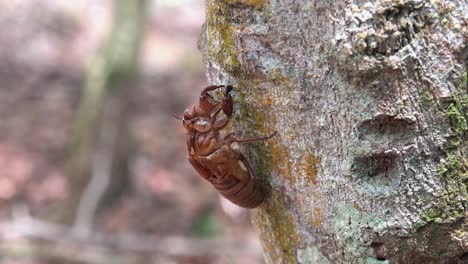 Dolly-Shot-of-a-Cicada-Shell