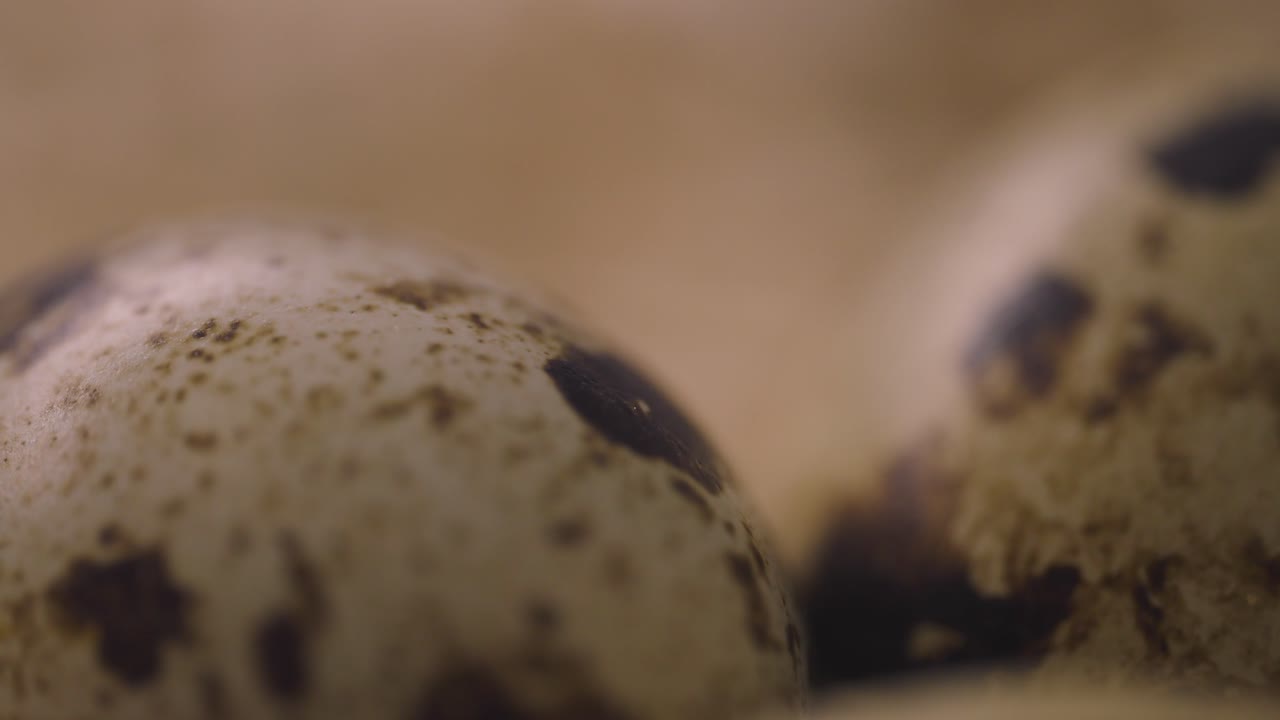 Close-up of Quail Eggs