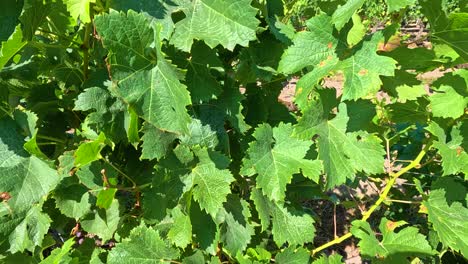 lush grapevines in a french vineyard