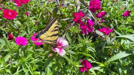 a beautiful swallowtail butterfly flutters over a flower as it uses its proboscis to extract nectar