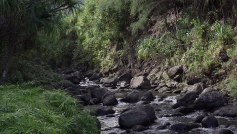 Sunlight-Beaming-Through-the-Foliage-Onto-a-Rocky-Riverbed-of-Slow-Flowing-Water-in-Kauai-in-Hawaii