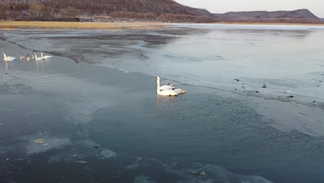cisnes en el lago congelado