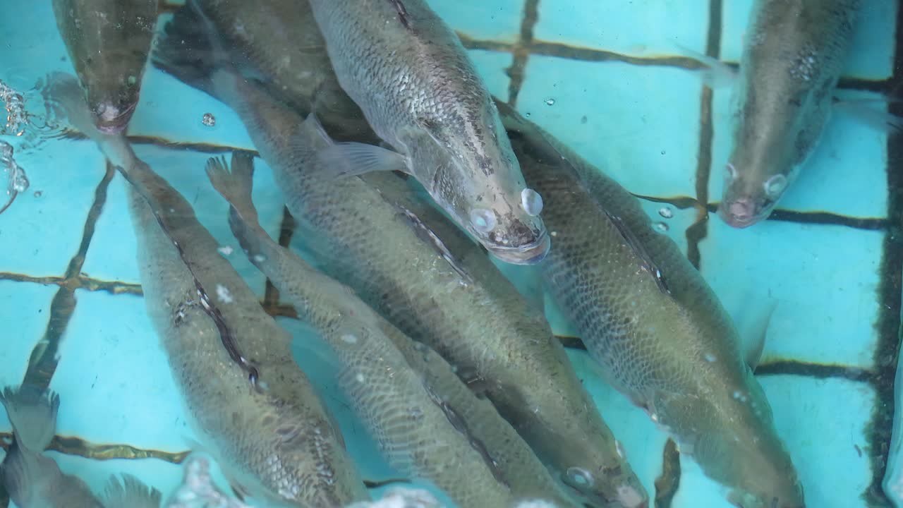 크에 있는 신선한 물고기