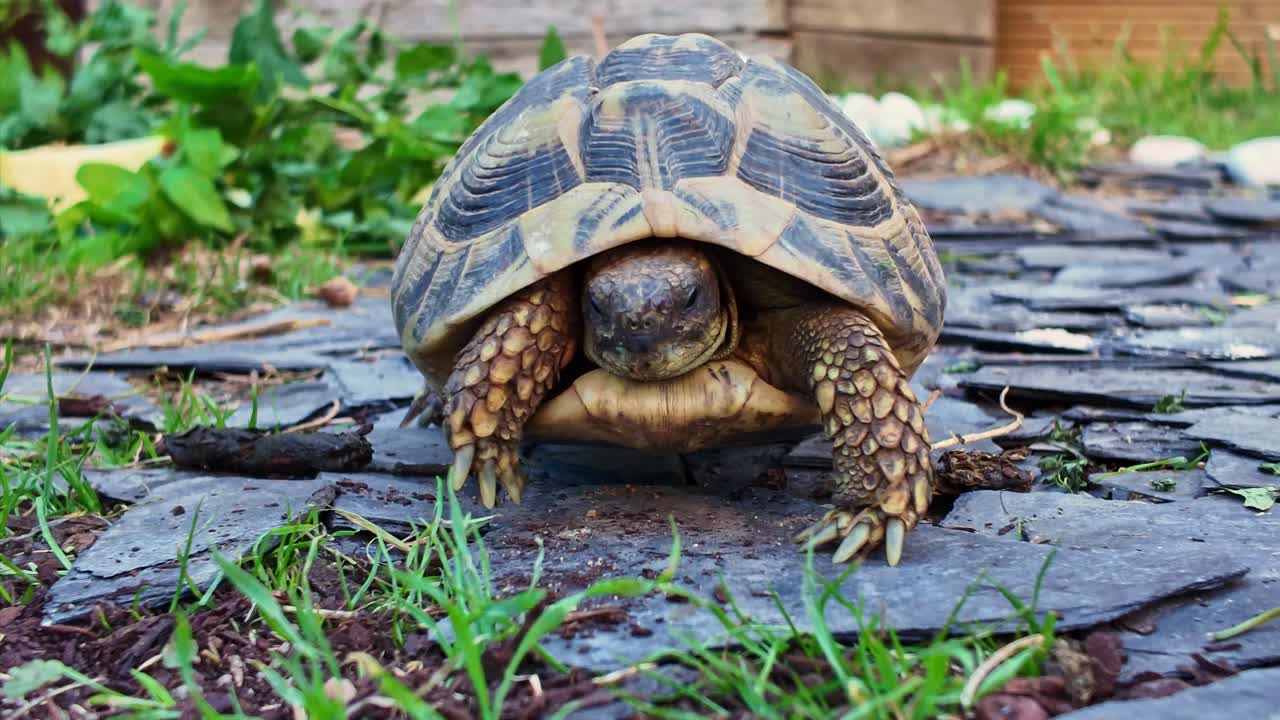 Static close-up of a land tortoise walking forward on stones with grass around, showing shell, head, scales, claws, and legs