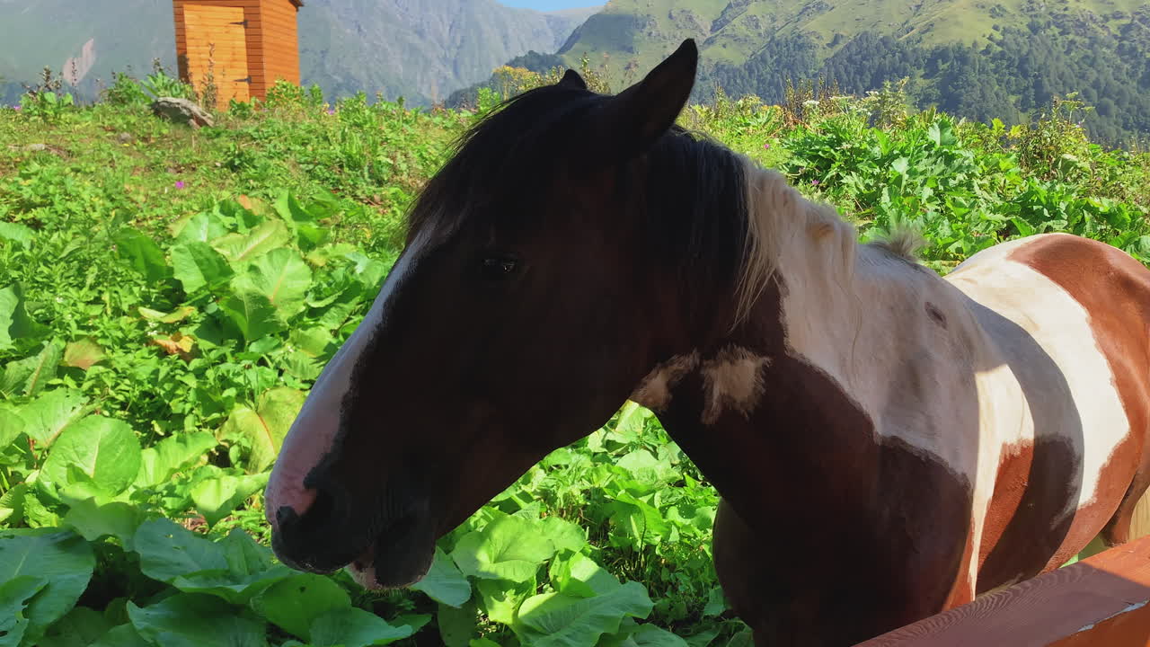 Beautiful horse peacefully eats grass in lush, green forest landscape at Lagodekhi