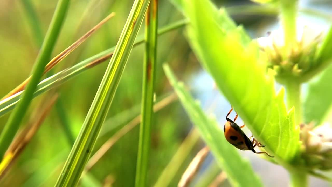 수역 옆 식물에 기어다니는 무당벌레의 슬로우 모션 클로즈업 샷