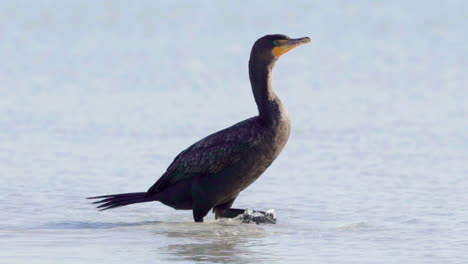 Cormorán-Caminando-Por-La-Playa-A-Cámara-Lenta