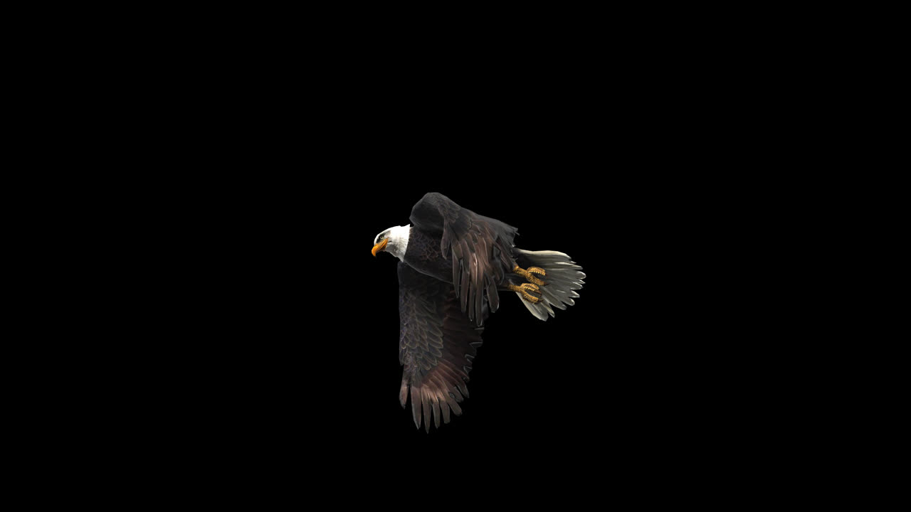 American Bald Eagle Flying