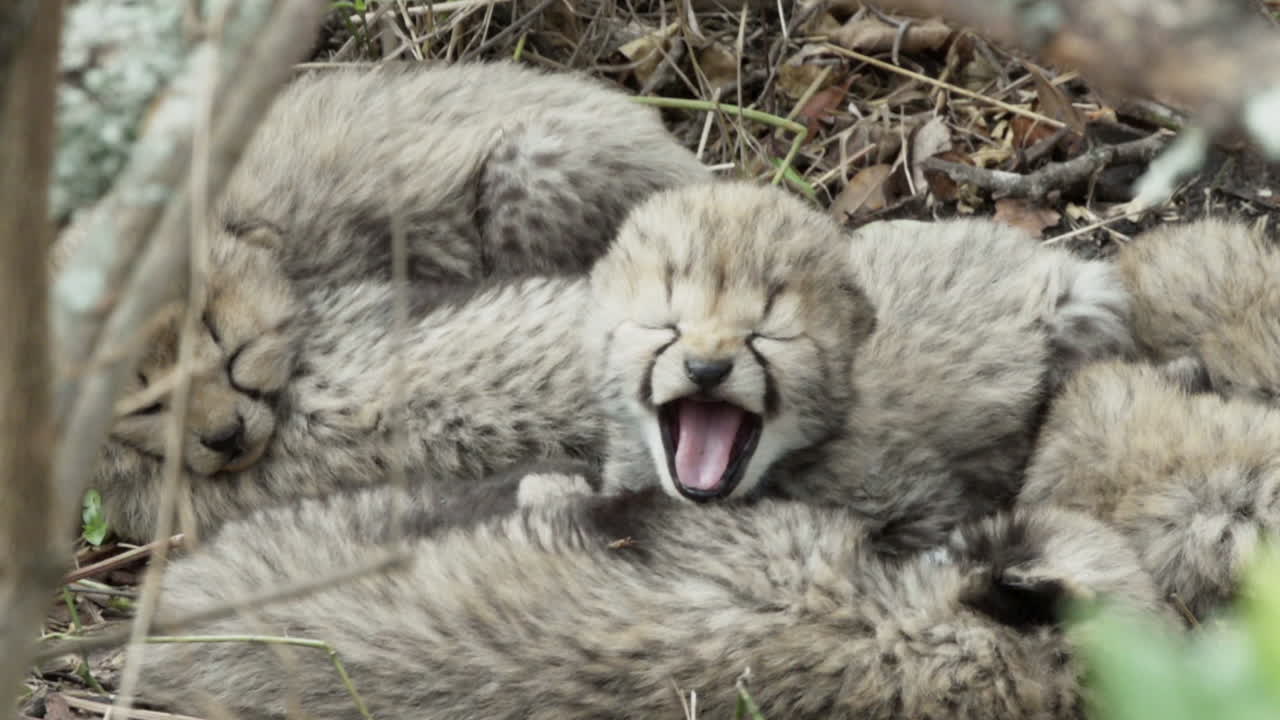 seis crías de guepardo escondidas en la maleza, acurrucadas juntas, esperando a que regrese su madre, una juvenil bostezando