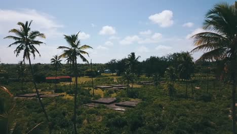 Fantastischer-Luftflug-Fliegt-Vorwärts-Drohnenschuss-In-Einem-Palmenhain-Und-Einem-Alten-Kaputten-Luxusresort