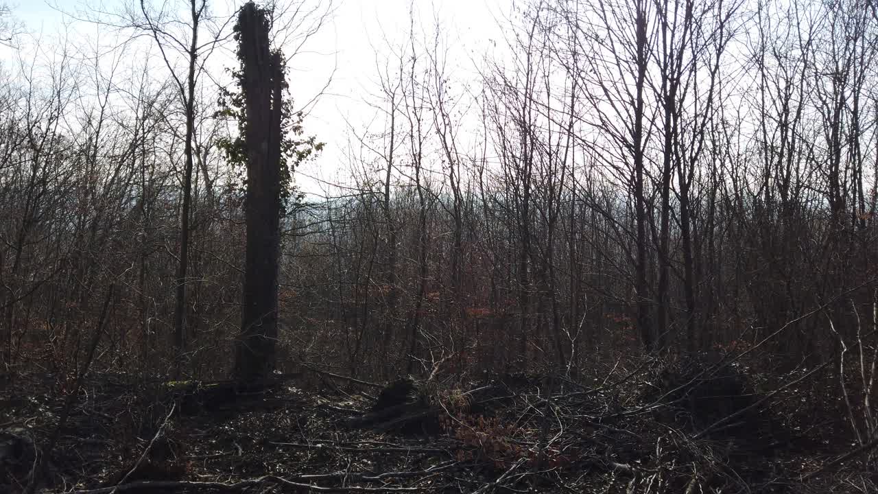 A serene and mysterious forest scene with bare trees and a lone vine-covered tree, capturing the essence of nature's quiet beauty.