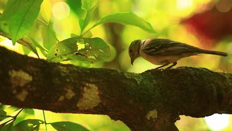 Close-Up-of-Small-Billed-Elaenia-Foraging-for-Food-on-a-Tree-Branch