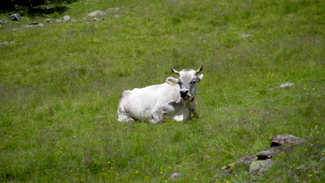 single wild cow with horns sitting alone in grass field grazing and eating, europe