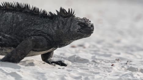a striking video of a marine iguana basking on the sandy shores of the galápagos islands, ecuador