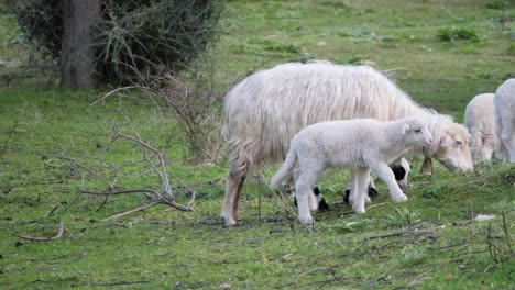 Cute-lambs-running-to-grazing-flock-of-sheep-in-Sardinia,-Italy