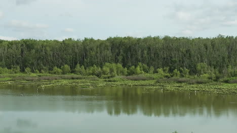 birds flying above spile lake backdropped by dense forest in osage township, missouri