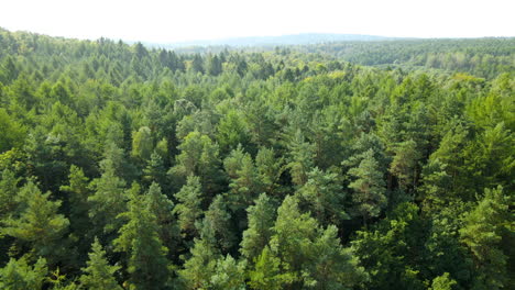 flying over evergreen pine forest close to the treetops