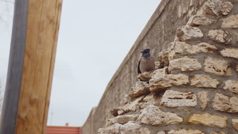 raven, hooded crow sitted in a rock wall