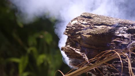smoldering log in forest