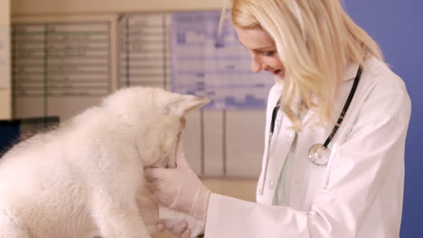 veterinario examinando a un perro