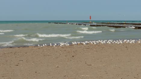 a colony of seagulls, relaxing on a sandy beach, take flight as a jogger goes past, then return to their resting spot