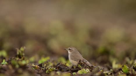 The-bluethroat-bird-in-morning-in-Wetland