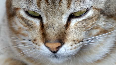 striped cat relaxing