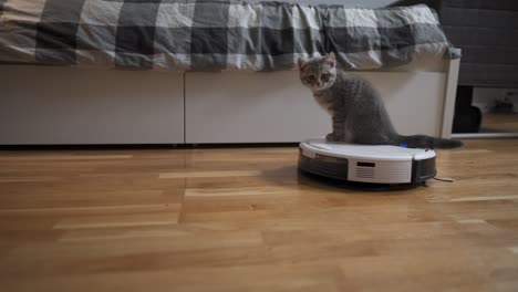 equipo automático que ayuda en el hogar. gatito gracioso de raza escocesa recta de color gris con rayas juega en casa mientras un robot aspirador automático limpia la habitación. electrodomésticos inteligentes