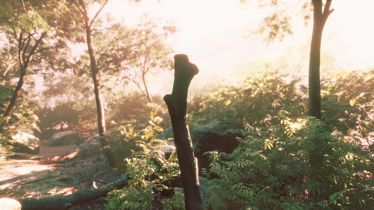 ⁇ 빛이 푸른 숲을 통해 빛납니다.