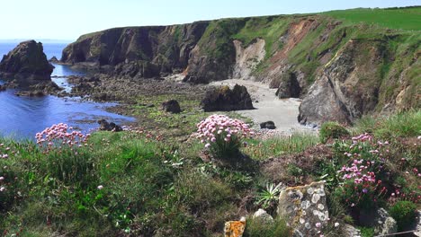seapinks on a cliff above beach copper coast waterford ireland