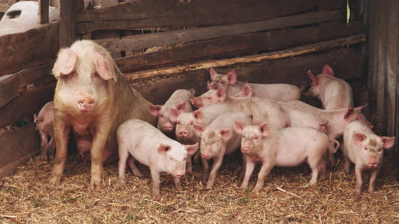 Mother Pig with Piglets in a Farm Pen