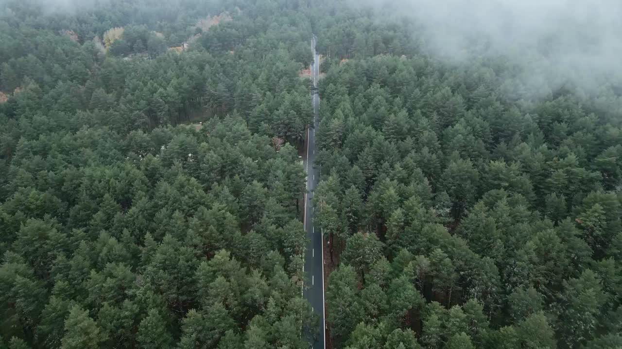 나무 중간 에 있는 아스팔트 도로