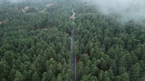 asphalt road in the middle of trees