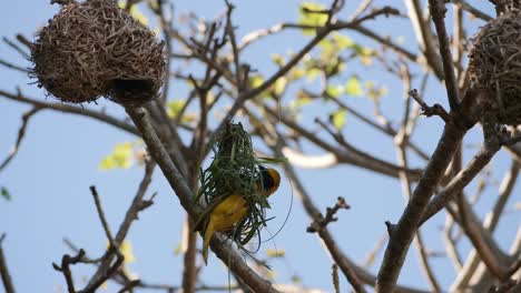 weaver bird starts building its nest hanging from a branch in a tree