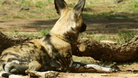 アフリカの野生の犬が横になり、何かが彼らの注意を引く