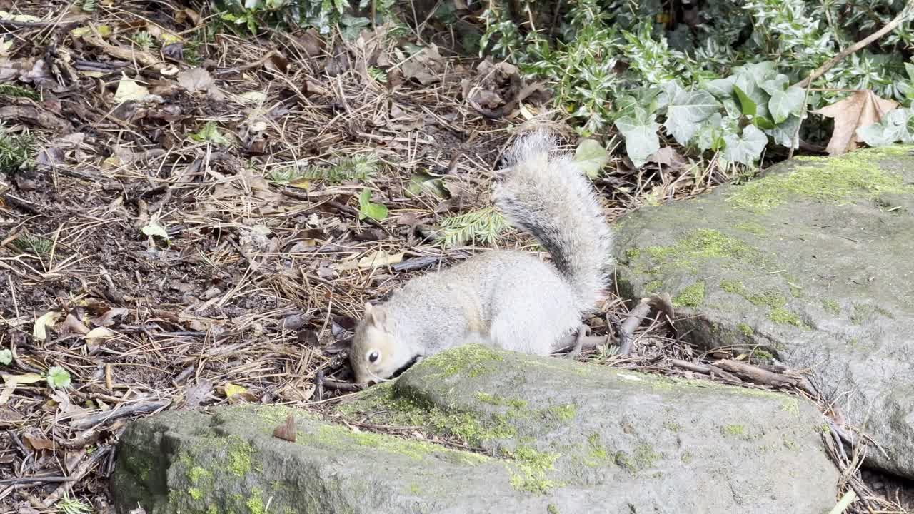 Curioso scoiattolo grigio in cerca di cibo sul sottobosco vicino a rocce muschiose e foglie secche.
