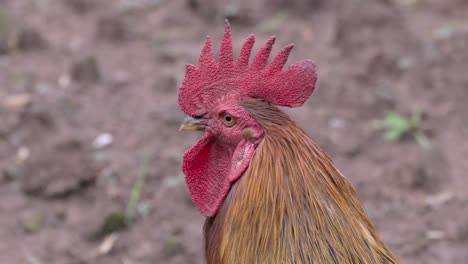 Primer-Plano-De-Una-Gallina-Buscando-Comida