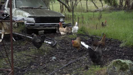 Pollos-Sanos-De-La-Granja-Del-Patio-Trasero-Que-Deambulan-Y-Que-Atraviesan-La-Cerca-Coche-Rústico