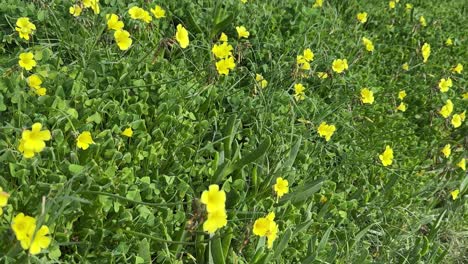 yellow wild flowers in a field in cape town, south africa