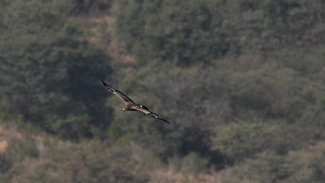 L'aquila delle steppe selvaggia che scivola lisciamente simboleggia libertà, predominio e resilienza in ambienti incontaminati