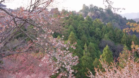 spring natural scene in japan, mountain background in yoshino, nara