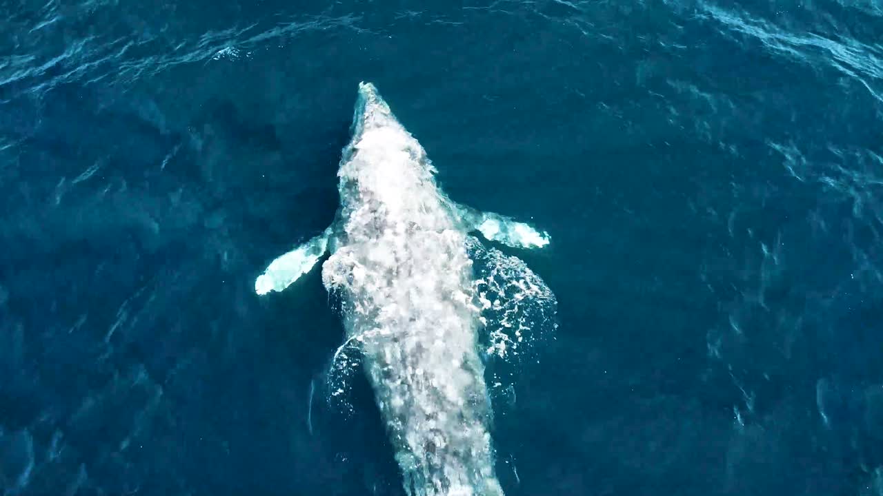 등과 꼬리에 흉터가 있는 회색고래의 공중 전망
