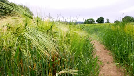 de ancho de un cultivo de trigo cebada que rodea un camino para caminantes